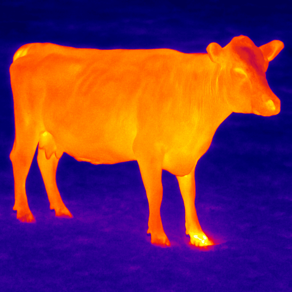 Thermal Imaging Services 1 inflamed cow hoof